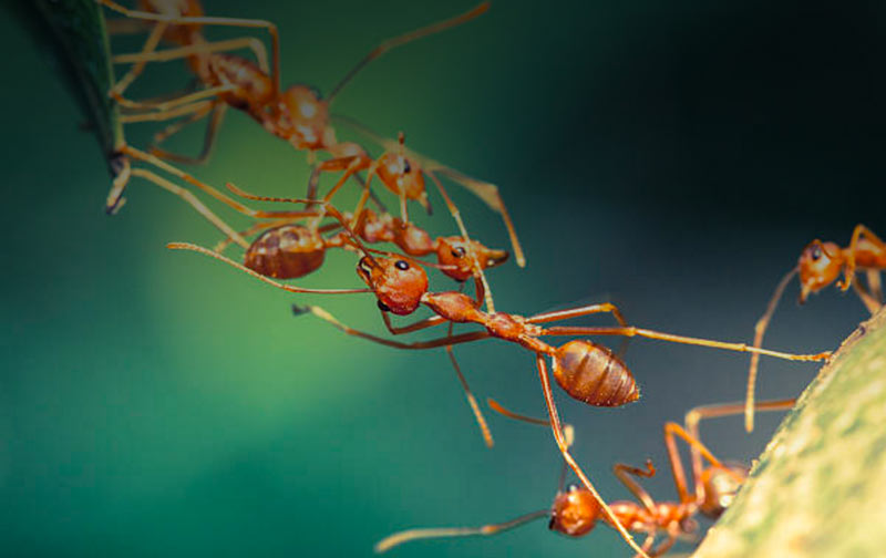 Leadership and teams development. Ants working together to form a bridge to get them all across the gap.