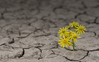 Yellow flowers growing out of a crack in the dry land to represent psychological resilience.